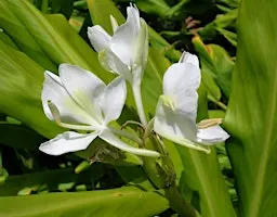 Wetland Wonders and Qualifiers for Quagmires