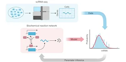 MIG Workshop: Mechanistic inference from single-cell data