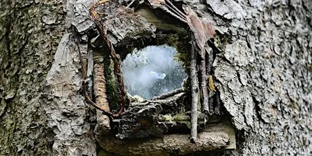 Adult Woodland Wellbeing Day