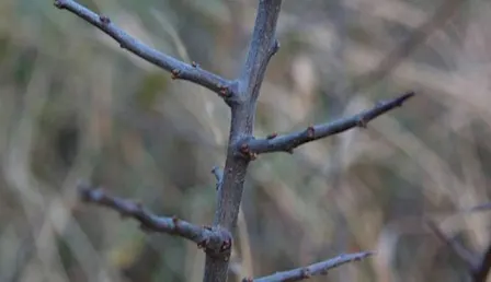 Winter twig identification course (Devon)