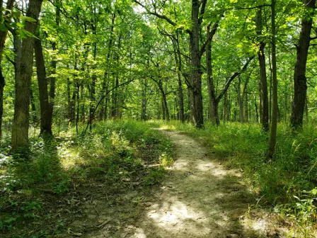 Awe-Full Walk in the Woods