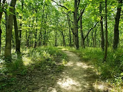 Awe-Full Walk in the Woods