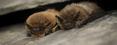 NWT Sweet Briar Marshes - In search of bats and other night time creatures
