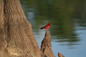 Birds & Plants of the Pine Flatwoods: Nancy Payton Preserve