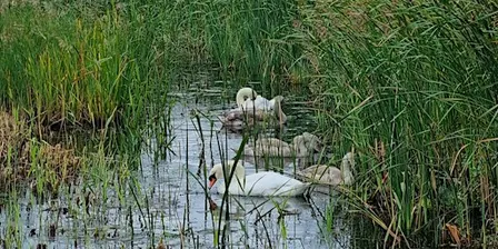 Somerset Coast Walk - Day 6: Steart to Bridgwater