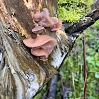 Know Your Fungi @ Linslade Wood