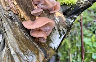Know Your Fungi