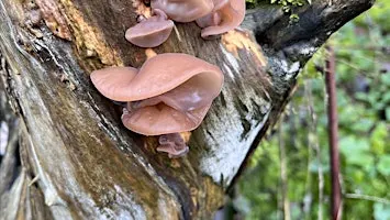Know Your Fungi @ Ashridge Estate