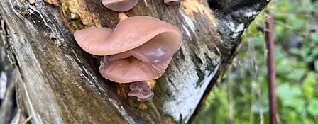 Know Your Fungi