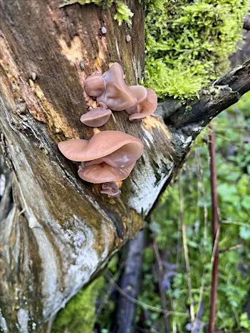 Know Your Fungi