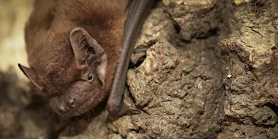 Bats for Beginners