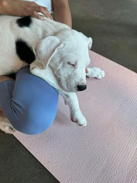 Rescue Puppy Yoga @ Bitter Sister's Brewery
