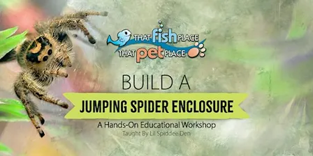 Build a Jumping Spider Enclosure!