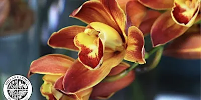 Orchid Repots with Songbird Orchid