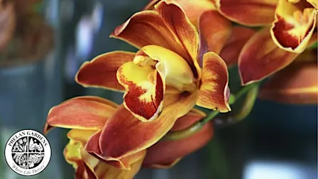 Orchid Repots with Songbird Orchid