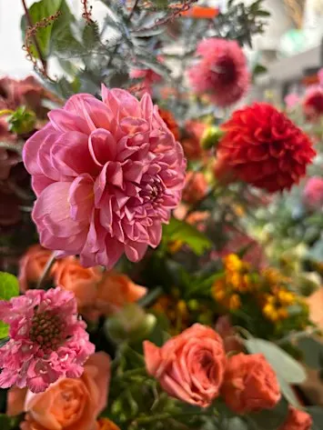 Dahlia Arrangement at Neptune Chesham.