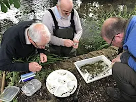 FREE Riverfly monitoring (RMI) training, River Loddon