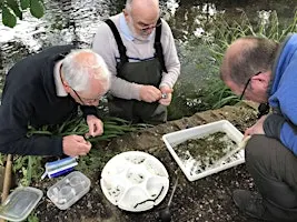 FREE Riverfly monitoring (RMI) training, River Loddon