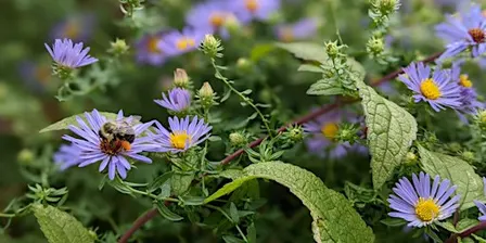 Habitat Advocate: Building Biodiversity in Our Community