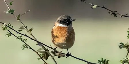 Winter Bird Walk on Banstead Heath