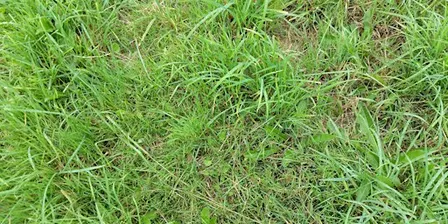 Vegetative grass identification course (Devon)