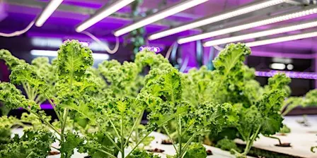 Introduction to Aquaponics
