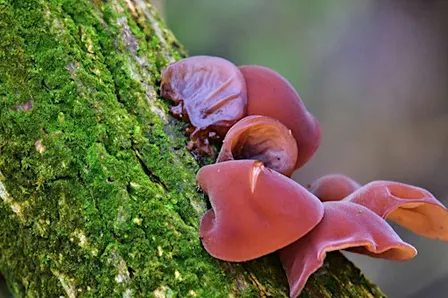 Wildlife Watch - Fantastic fungi (Family event)