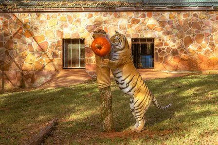 Prowl-O-Ween 2026