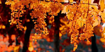 Seend Wine Circle Autumn Tasting