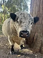 Brightside Farm Sanctuary Tours