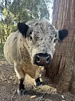 Brightside Farm Sanctuary Tours