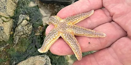 Morning rockpooling for adults