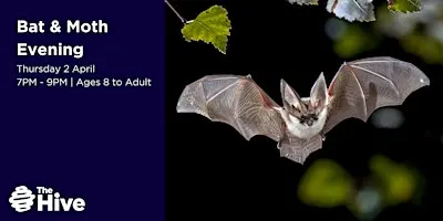 Bat and Moth evening at The Hive (18 September 2026)