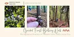 Guided Forest-Bathing Walk with Cacao Tea
