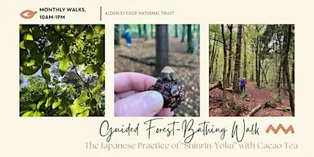 Guided Forest-Bathing Walk with Cacao Tea
