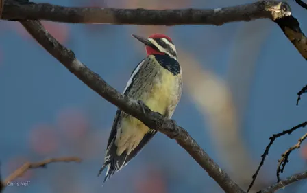 NJ Audubon: Rutgers University Ecological Preserve Birder's Walk