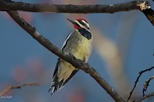 NJ Audubon: Rutgers University Ecological Preserve Birder's Walk