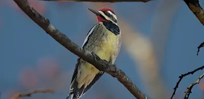 NJ Audubon: Rutgers University Ecological Preserve Birder's Walk