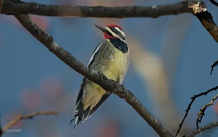NJ Audubon: Rutgers University Ecological Preserve Birder's Walk