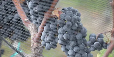 Bohemia Manor Winery: Tour and Taste