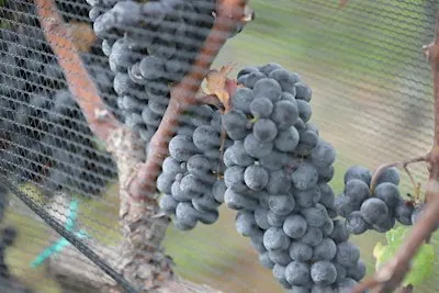 Bohemia Manor Winery: Tour and Taste