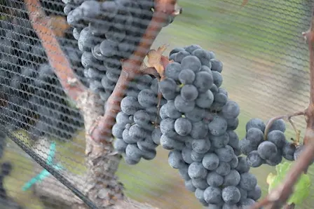 Bohemia Manor Winery: Tour and Taste