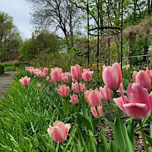 STEAM: Community Tulip Planting/ Horticulture & Agricultural Sciences