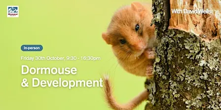 Dormouse and Development