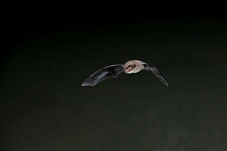 Bat Walk at Walthamstow Wetlands