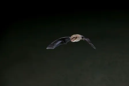 Bat Walk at Walthamstow Wetlands