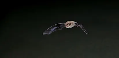 Bat Walk at Walthamstow Wetlands