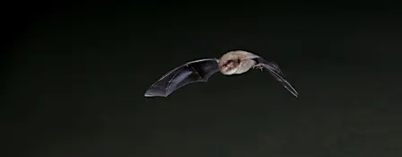 Bat Walk at Walthamstow Wetlands