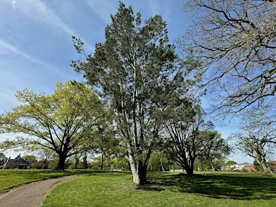 Mellon Park Tree ID Hike