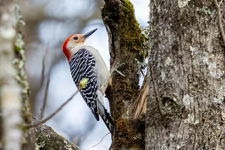 Bird Walks at Rock Point Center